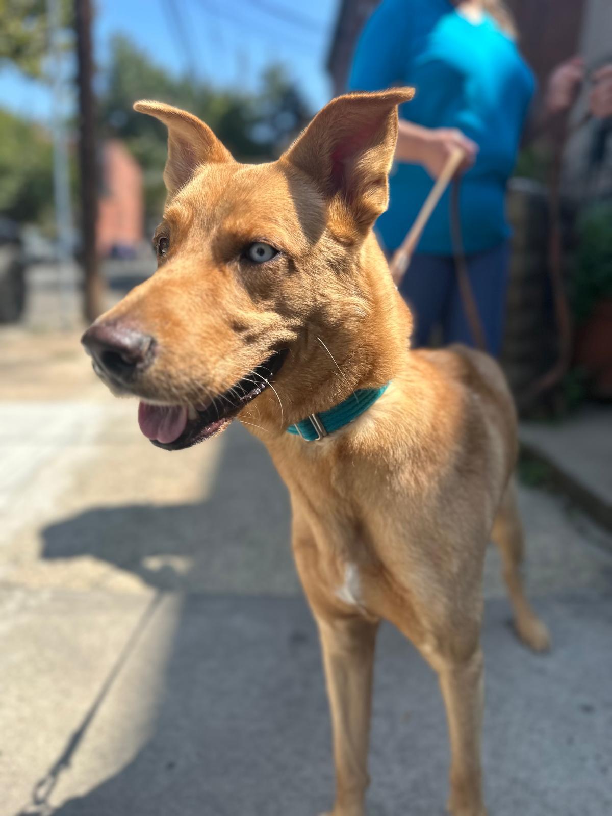 Bleu - Courtesy Post