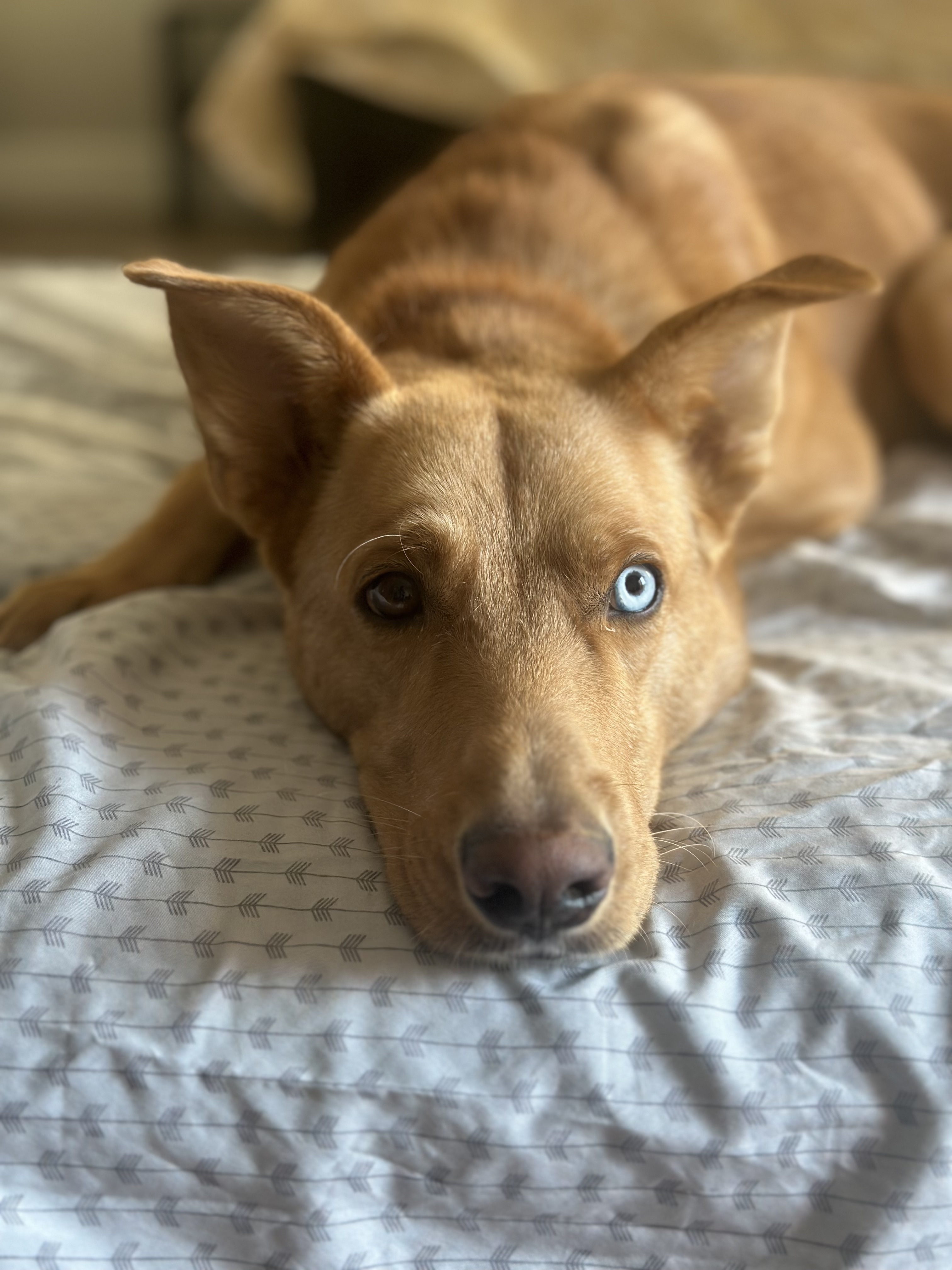 Bleu - Courtesy Post
