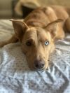 Bleu - Courtesy Post photo 4