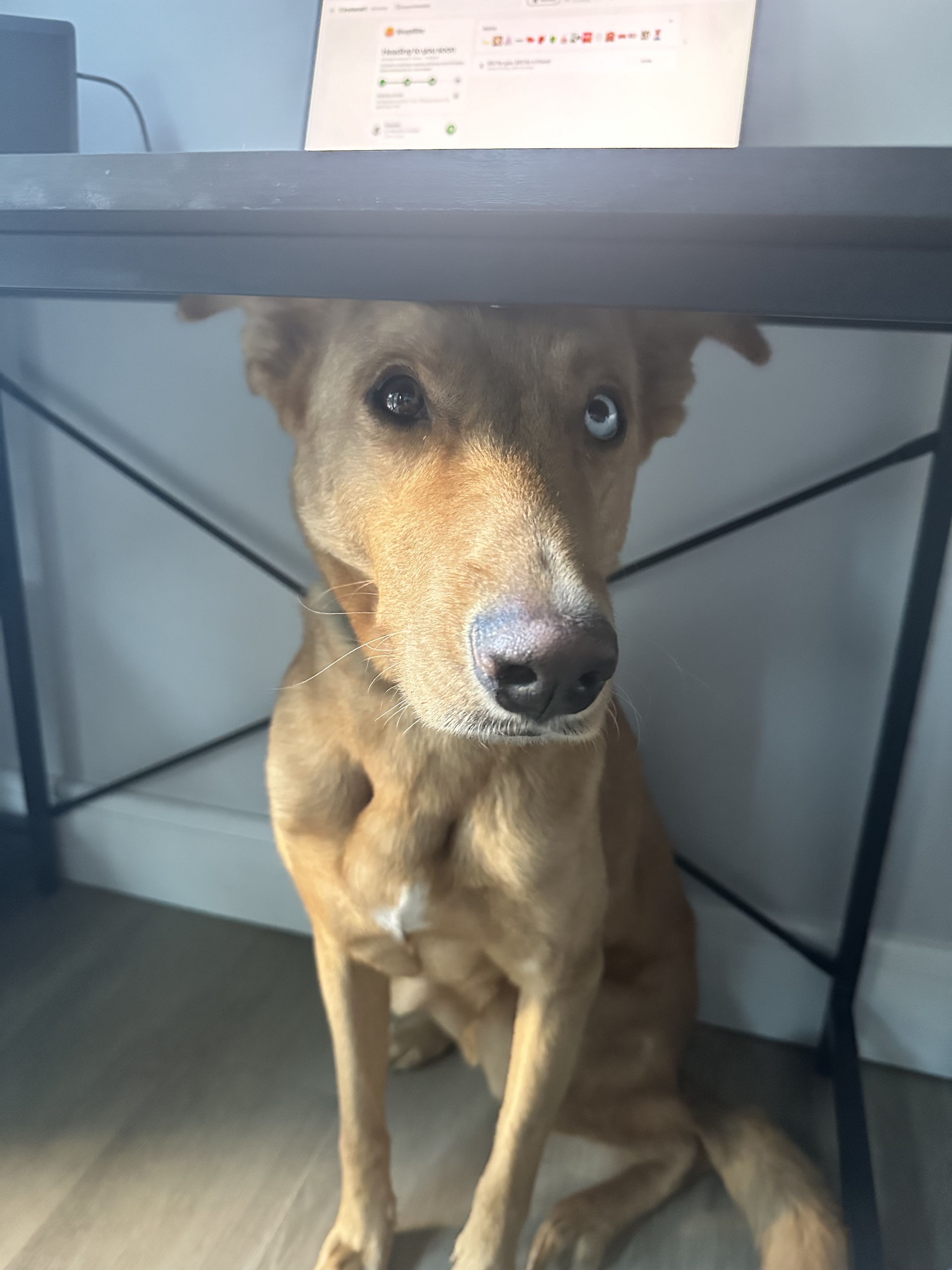 Bleu - Courtesy Post