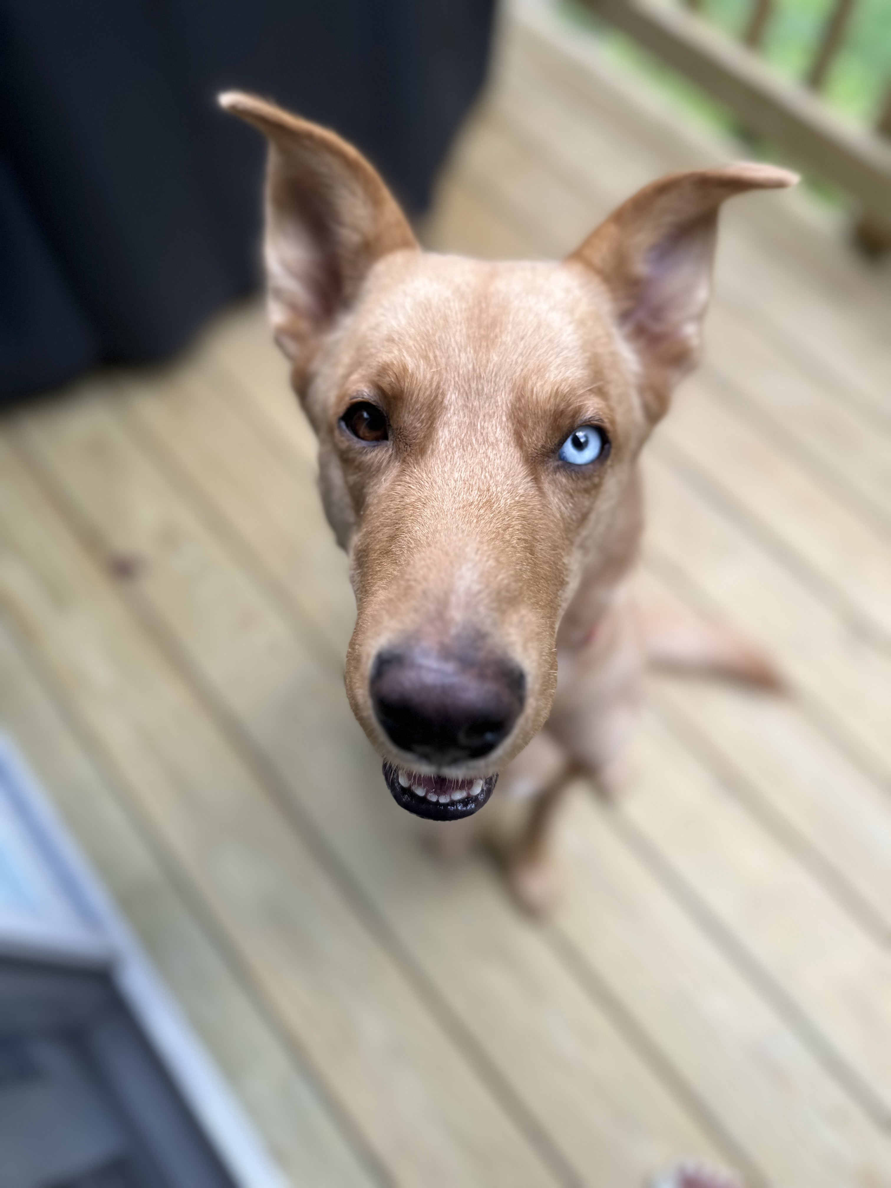 Bleu - Courtesy Post