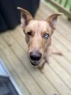 Bleu - Courtesy Post photo 6