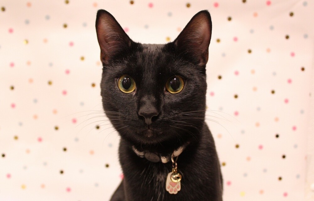 Willow