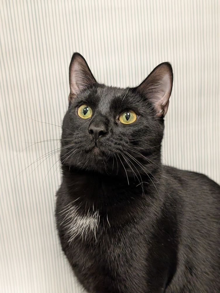 Willow