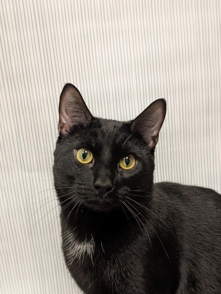 Willow