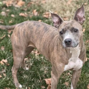 Get ready for your new best friend Kaylie She has the cutest bat ears most glorious brindle strip