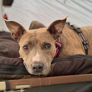 Get ready for your new best friend Kaylie She has the cutest bat ears most glorious brindle strip