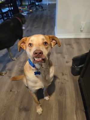 Marshall, Adult Male Labrador Retriever