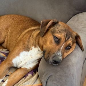 Ziti, Young Male Beagle
