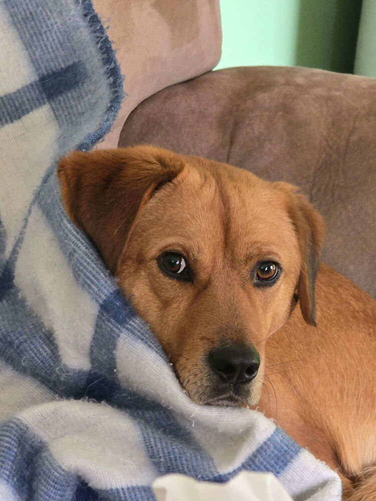 French Fry