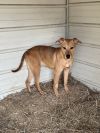 Peanut 23D-0460 photo 1