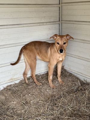 Peanut 23D-0460, Young Male Labrador Retriever