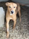 Peanut 23D-0460 photo 2