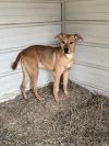 Peanut 23D-0460 photo 3