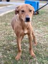 Peanut 23D-0460 photo 4