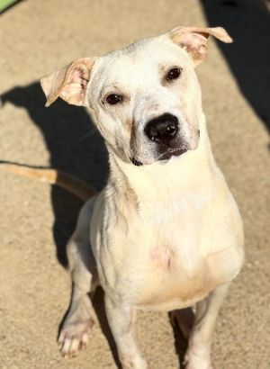 Banks 23D-0461, Young Male Terrier