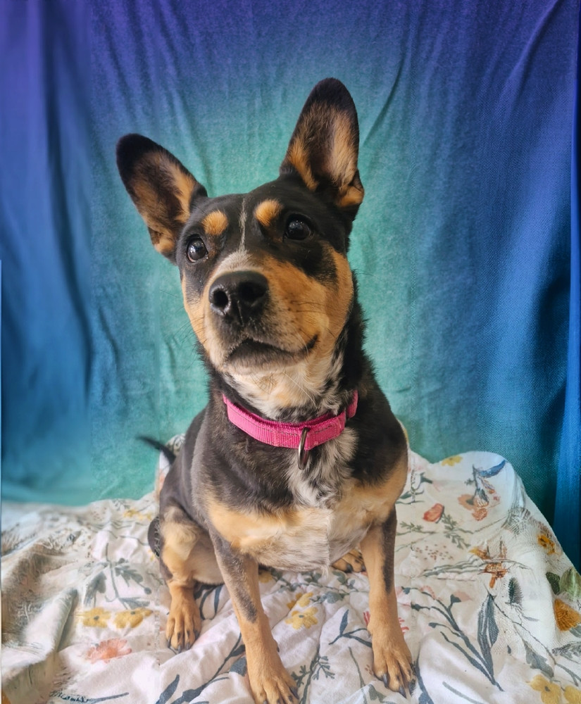 Cocoa P., an adoptable Mixed Breed in Leadville, CO, 80461 | Photo Image 1