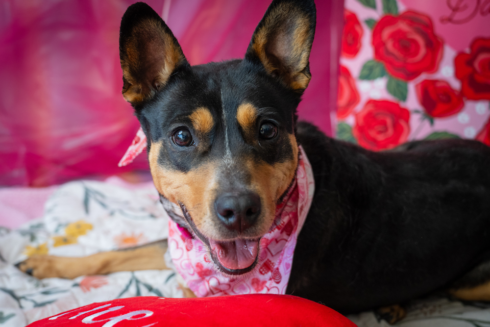 Cocoa P., an adoptable Mixed Breed in Leadville, CO, 80461 | Photo Image 2