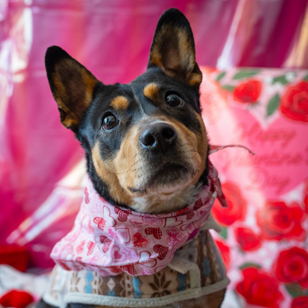 Cocoa P., an adoptable Mixed Breed in Leadville, CO, 80461 | Photo Image 3