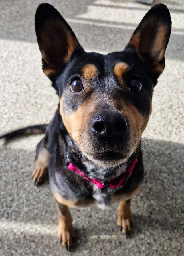 Cocoa P., an adoptable Mixed Breed in Leadville, CO, 80461 | Photo Image 4