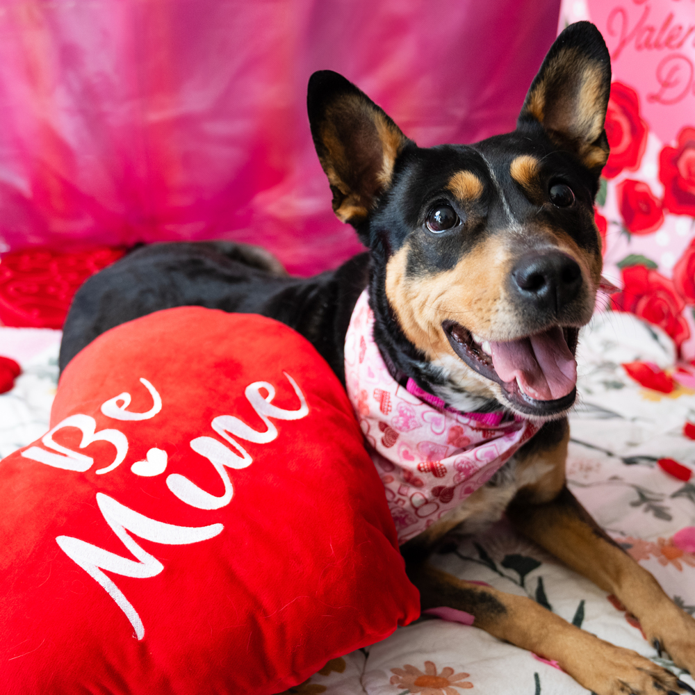 Cocoa P., an adoptable Mixed Breed in Leadville, CO, 80461 | Photo Image 5