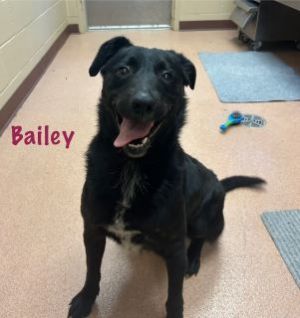 Bailey, Adult Female Labrador Retriever