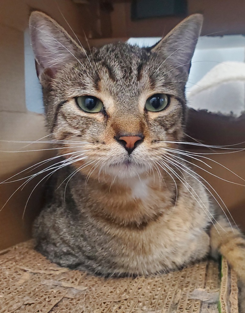 Confetti (PA), an adoptable Domestic Short Hair in Denham Springs, LA, 70726 | Photo Image 1