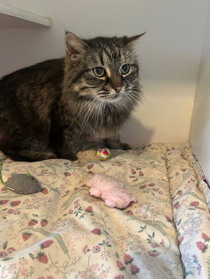 Roxanne, an adoptable Ragdoll in Maryville, TN, 37803 | Photo Image 1