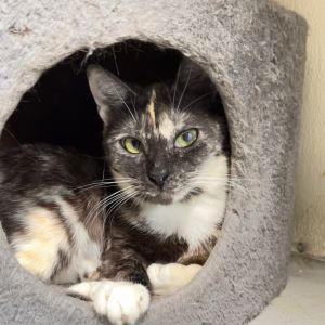 EDEN, Adult Female Domestic Short Hair