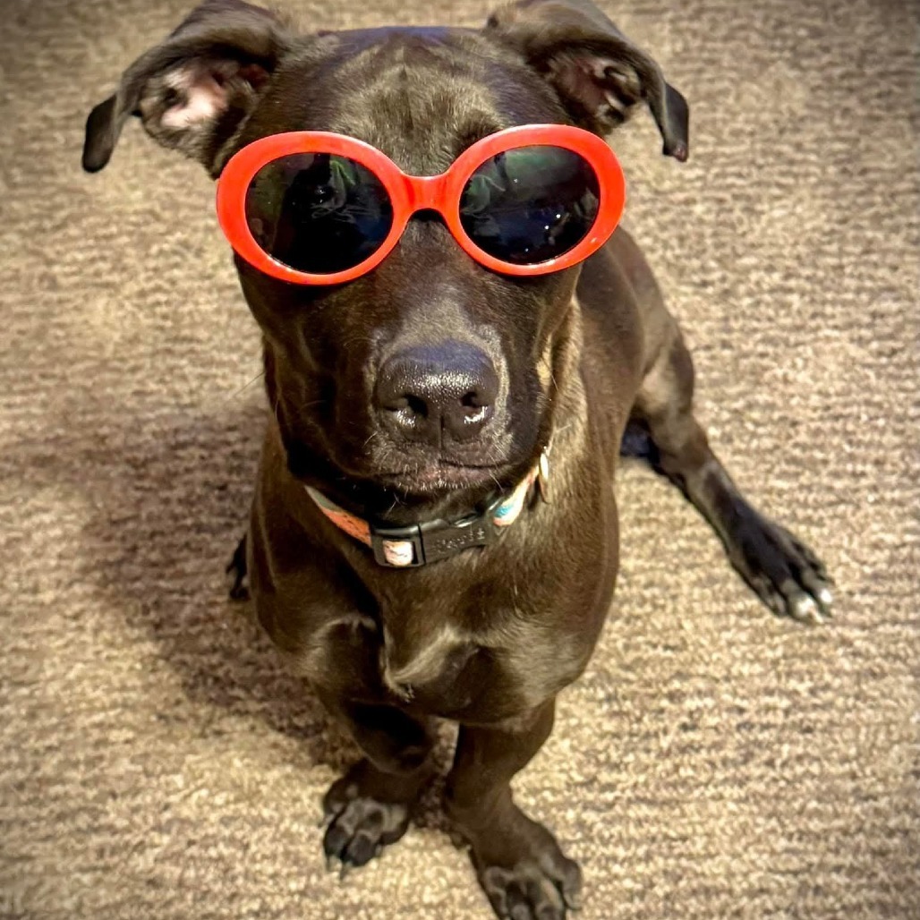 Penelope, an adoptable Black Labrador Retriever in Newton, IA, 50208 | Photo Image 1