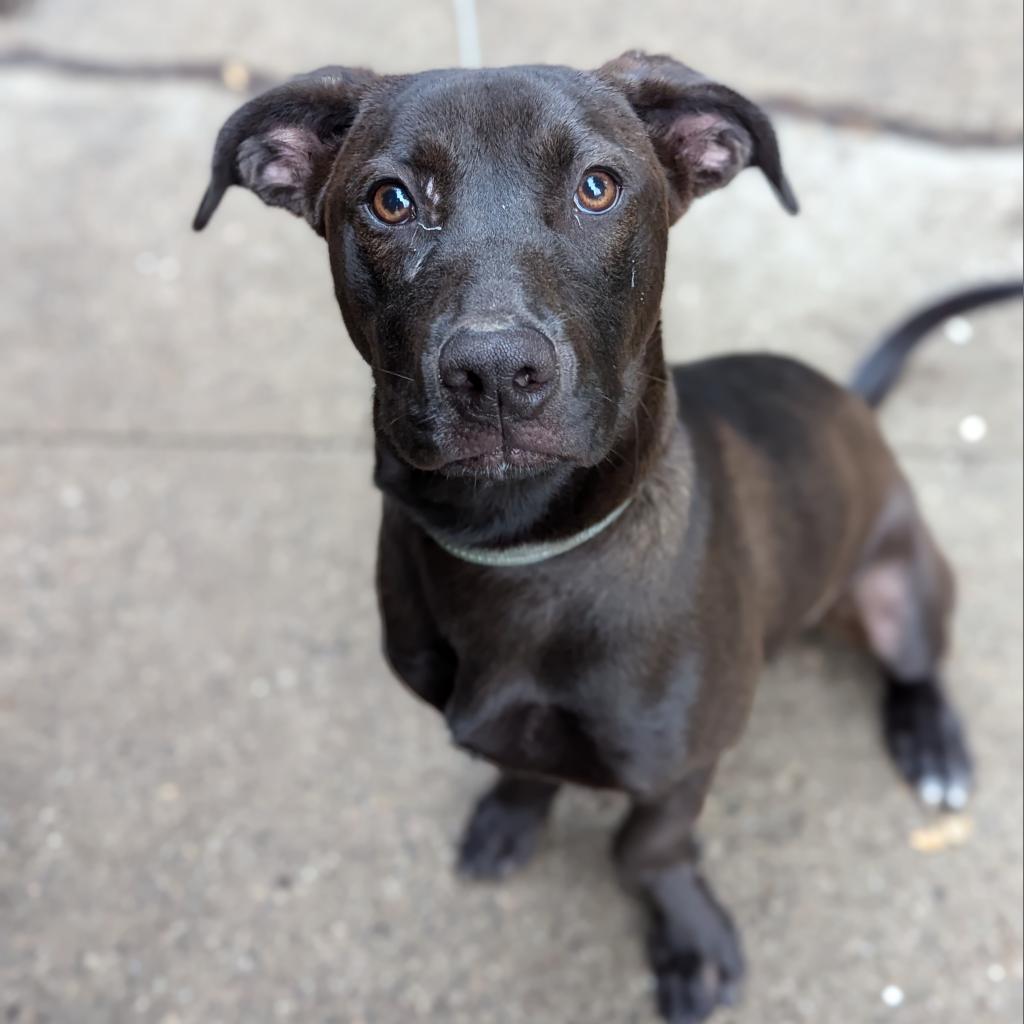 Penelope, an adoptable Black Labrador Retriever in Newton, IA, 50208 | Photo Image 2