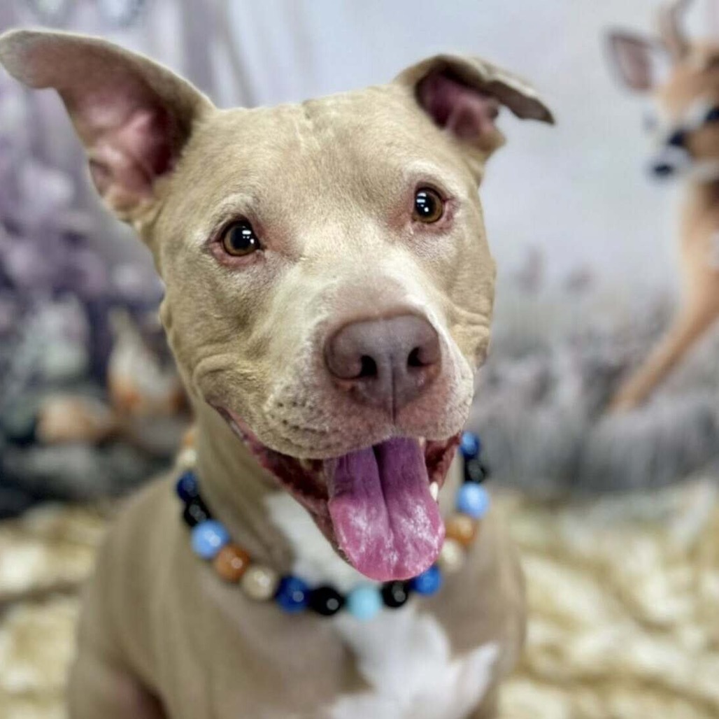 Gavin, an adoptable Pit Bull Terrier in Wichita, KS, 67278 | Photo Image 1