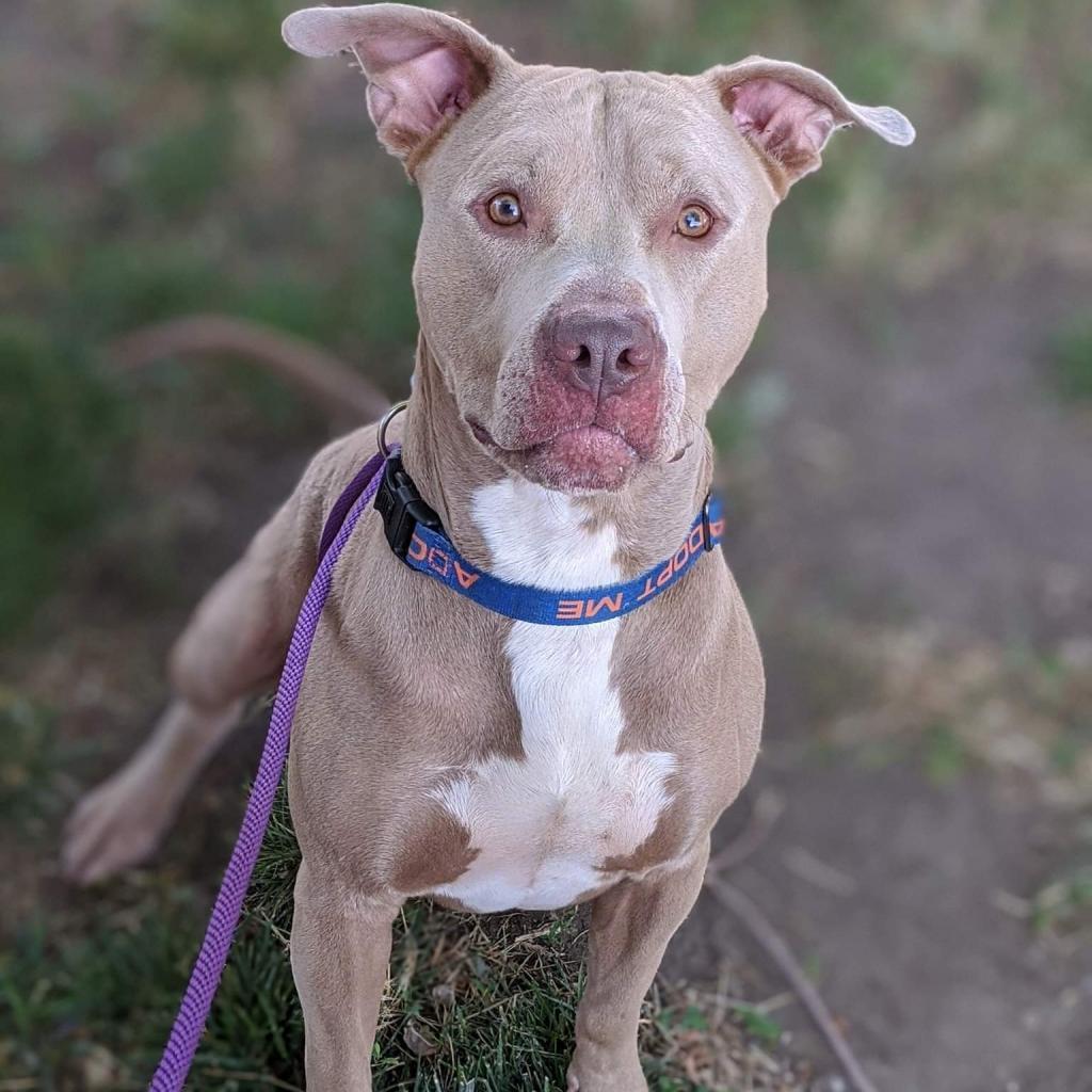 Gavin, an adoptable Pit Bull Terrier in Wichita, KS, 67278 | Photo Image 2