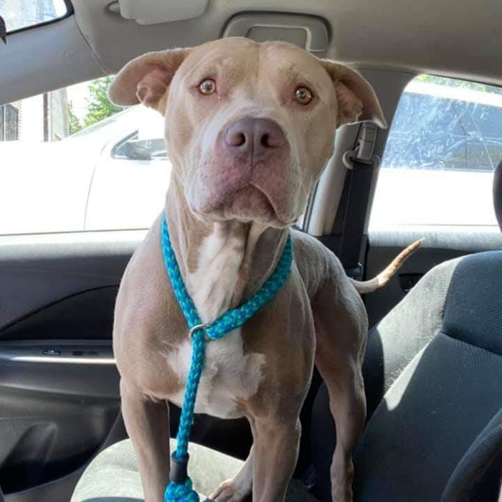 Gavin, an adoptable Pit Bull Terrier in Wichita, KS, 67278 | Photo Image 3