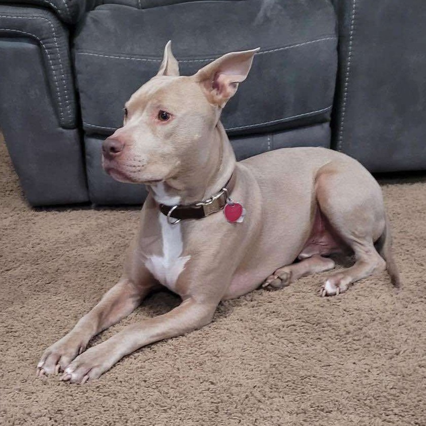 Gavin, an adoptable Pit Bull Terrier in Wichita, KS, 67278 | Photo Image 4