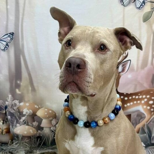 Gavin, an adoptable Pit Bull Terrier in Wichita, KS, 67278 | Photo Image 5