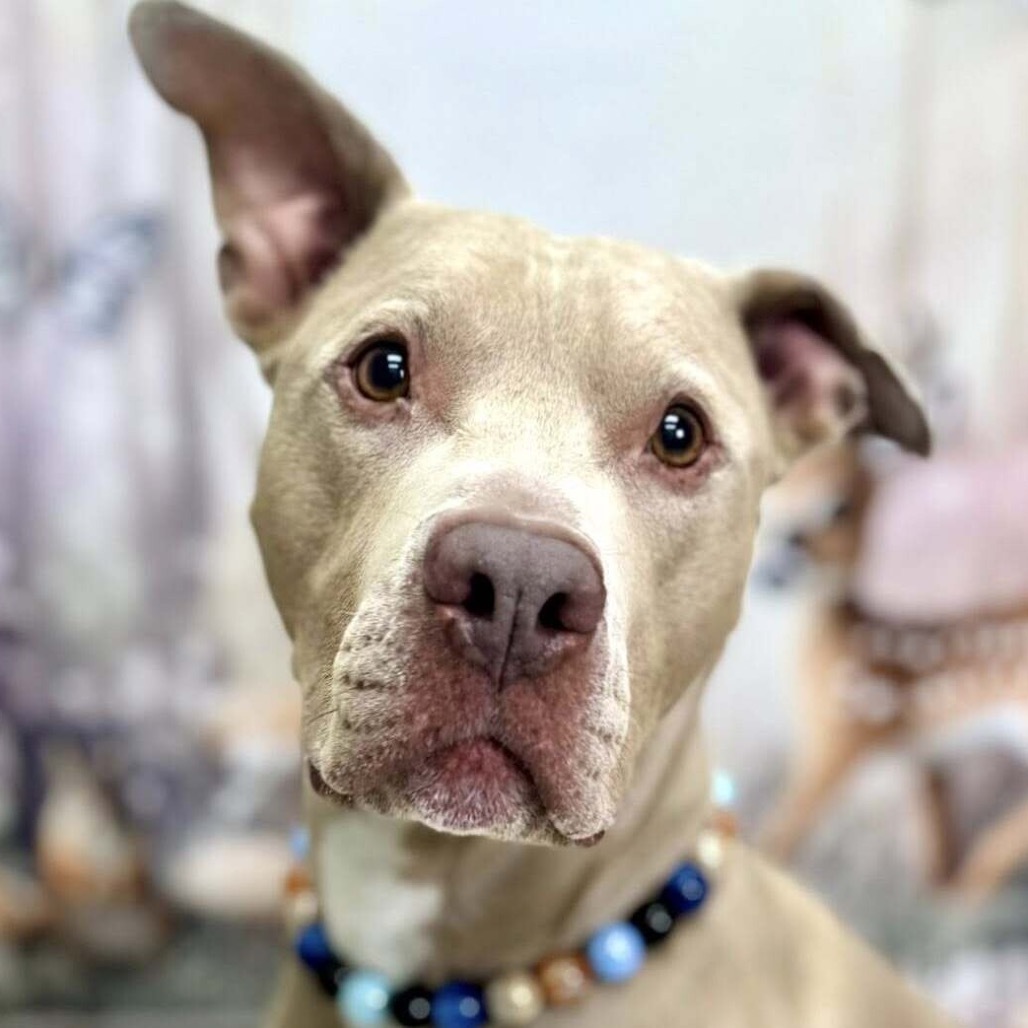 Gavin, an adoptable Pit Bull Terrier in Wichita, KS, 67278 | Photo Image 6