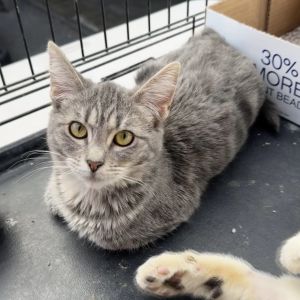 Hairo is a sweet kitten who met a senior named Edgar in her foster home and adores him like a