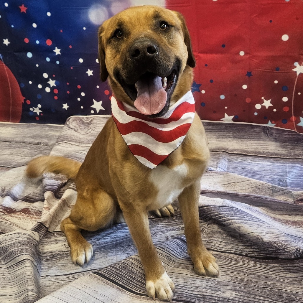 Sargent, an adoptable Pit Bull Terrier, Mixed Breed in Show Low, AZ, 85901 | Photo Image 1