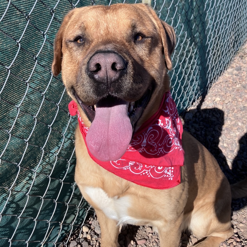 Sargent, an adoptable Pit Bull Terrier, Mixed Breed in Show Low, AZ, 85901 | Photo Image 2