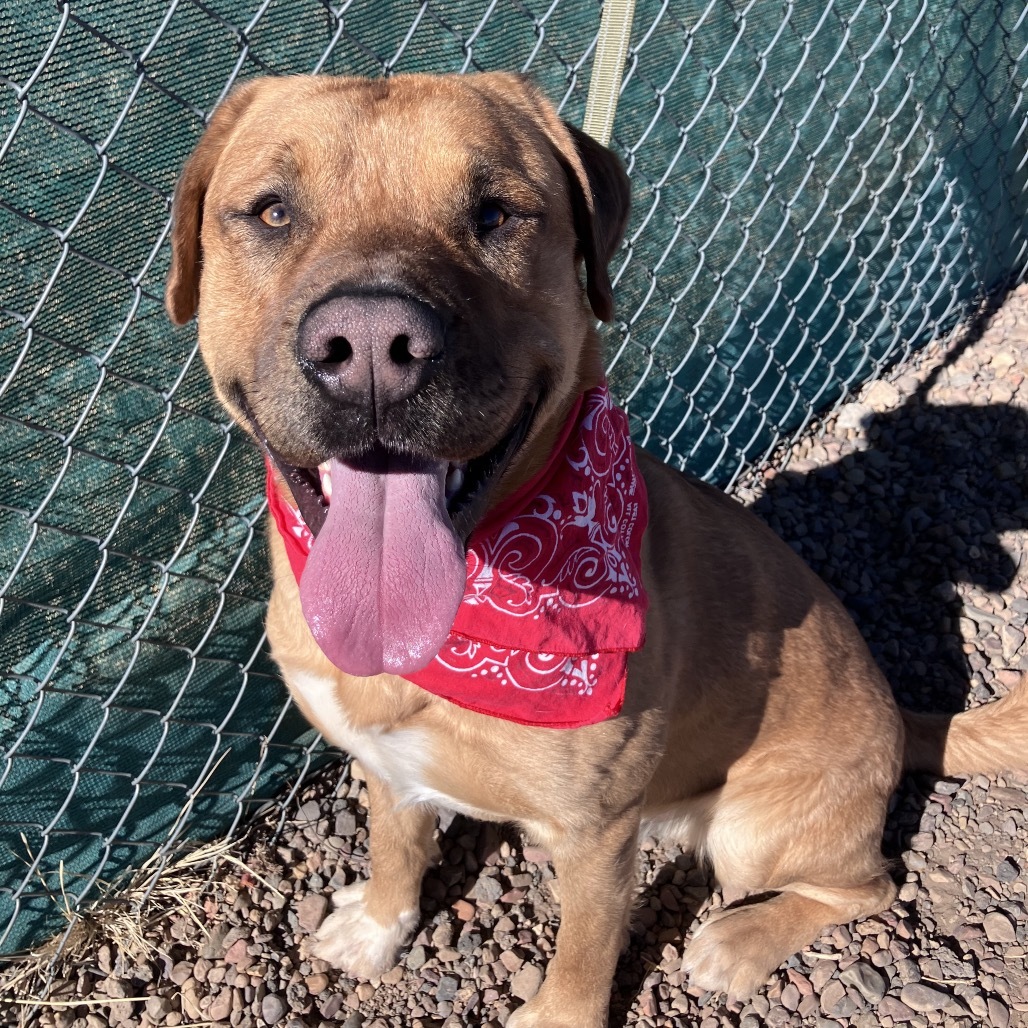 Sargent, an adoptable Pit Bull Terrier, Mixed Breed in Show Low, AZ, 85901 | Photo Image 2