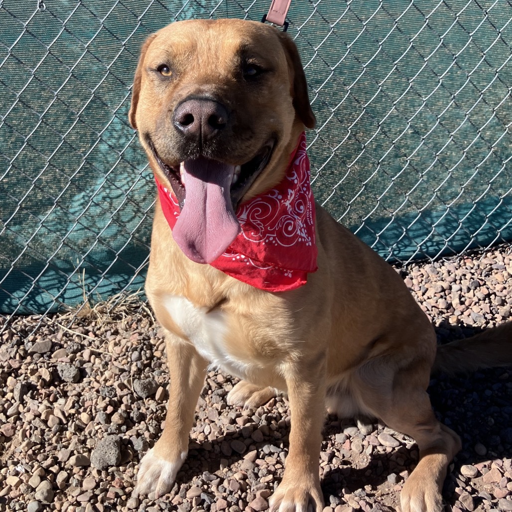 Sargent, an adoptable Pit Bull Terrier, Mixed Breed in Show Low, AZ, 85901 | Photo Image 4