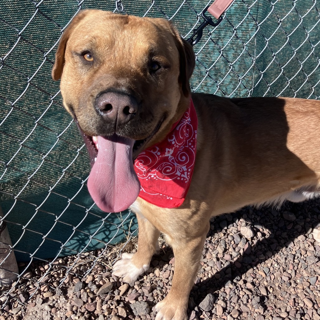 Sargent, an adoptable Pit Bull Terrier, Mixed Breed in Show Low, AZ, 85901 | Photo Image 4