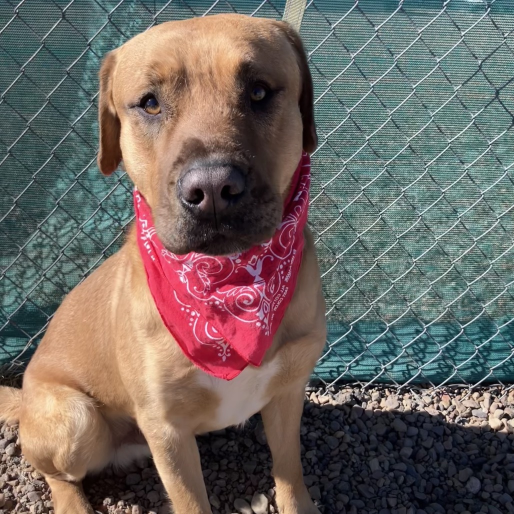 Sargent, an adoptable Pit Bull Terrier, Mixed Breed in Show Low, AZ, 85901 | Photo Image 5