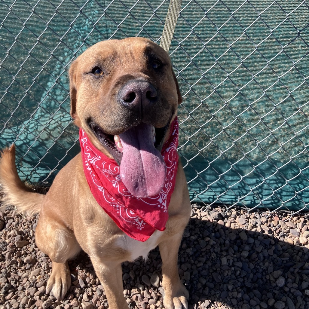Sargent, an adoptable Pit Bull Terrier, Mixed Breed in Show Low, AZ, 85901 | Photo Image 6