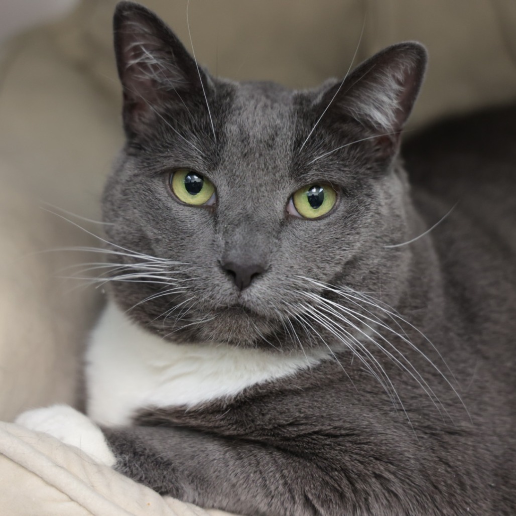 Bette Davis, an adoptable Domestic Short Hair in Santa Barbara, CA, 93111 | Photo Image 1