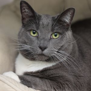 Bette Davis Domestic Short Hair Cat