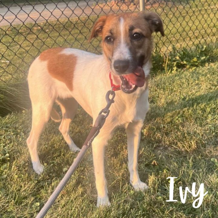 Ivy 1