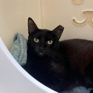 Converse, Young Female Domestic Short Hair