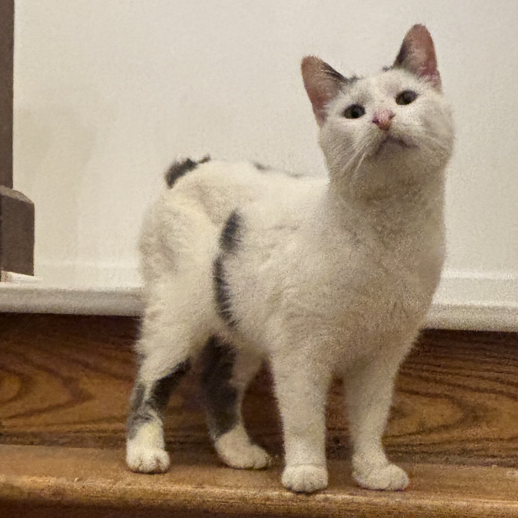 Purrnado, an adoptable Manx, Domestic Short Hair in Granville, OH, 43023 | Photo Image 1